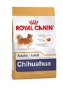 Chihuahua Adulto