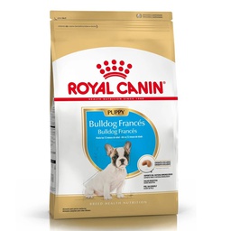 [3847010] Bulldog Frances Puppy